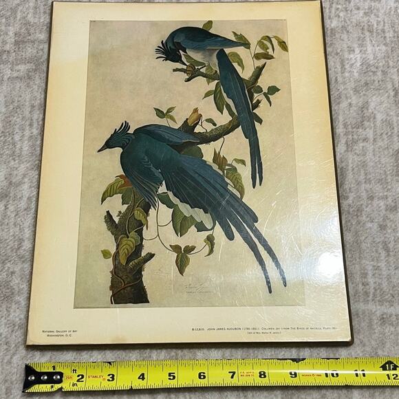 John James Audubon 1785-1851 Columbia Jay From The Birds of America Plate 96 - Picture 10 of 11